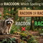Racoon or Raccoon